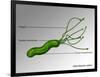 Helicobacter Pylori, Illustration-Gwen Shockey-Framed Giclee Print