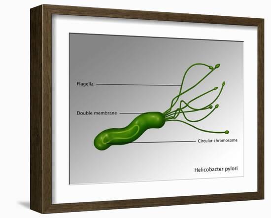 Helicobacter Pylori, Illustration-Gwen Shockey-Framed Giclee Print