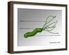 Helicobacter Pylori, Illustration-Gwen Shockey-Framed Giclee Print