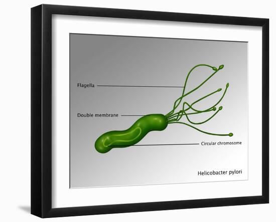 Helicobacter Pylori, Illustration-Gwen Shockey-Framed Giclee Print