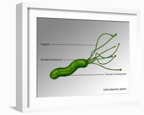 Helicobacter Pylori, Illustration-Gwen Shockey-Framed Giclee Print