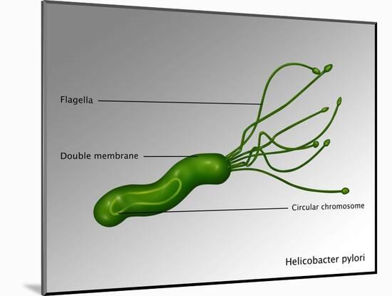 Helicobacter Pylori, Illustration-Gwen Shockey-Mounted Giclee Print