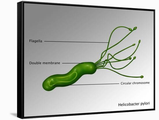 Helicobacter Pylori, Illustration-Gwen Shockey-Framed Stretched Canvas