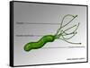 Helicobacter Pylori, Illustration-Gwen Shockey-Framed Stretched Canvas