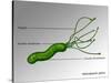 Helicobacter Pylori, Illustration-Gwen Shockey-Stretched Canvas