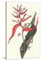 Heliconia and Potter Wasp-Maria Sibylla Merian-Stretched Canvas