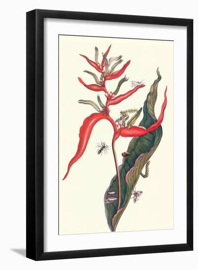 Heliconia and Potter Wasp-Maria Sibylla Merian-Framed Art Print