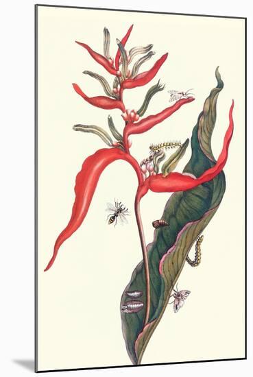 Heliconia and Potter Wasp-Maria Sibylla Merian-Mounted Art Print