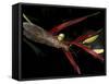 Heliconia and Stone Fly, Machu Picchu, Peru-Andres Morya-Framed Stretched Canvas