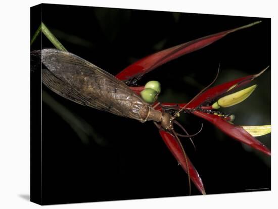 Heliconia and Stone Fly, Machu Picchu, Peru-Andres Morya-Stretched Canvas