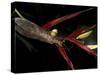 Heliconia and Stone Fly, Machu Picchu, Peru-Andres Morya-Stretched Canvas