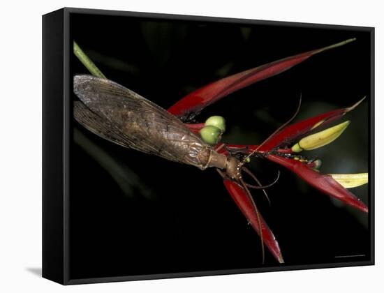 Heliconia and Stone Fly, Machu Picchu, Peru-Andres Morya-Framed Stretched Canvas