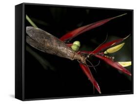 Heliconia and Stone Fly, Machu Picchu, Peru-Andres Morya-Framed Stretched Canvas