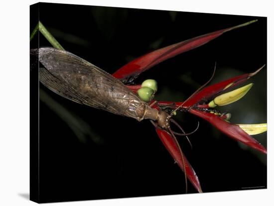 Heliconia and Stone Fly, Machu Picchu, Peru-Andres Morya-Stretched Canvas