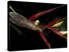 Heliconia and Stone Fly, Machu Picchu, Peru-Andres Morya-Stretched Canvas