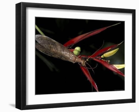 Heliconia and Stone Fly, Machu Picchu, Peru-Andres Morya-Framed Photographic Print