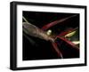 Heliconia and Stone Fly, Machu Picchu, Peru-Andres Morya-Framed Photographic Print