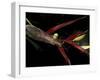 Heliconia and Stone Fly, Machu Picchu, Peru-Andres Morya-Framed Photographic Print