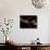 Heliconia and Stone Fly, Machu Picchu, Peru-Andres Morya-Photographic Print displayed on a wall