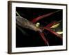 Heliconia and Stone Fly, Machu Picchu, Peru-Andres Morya-Framed Photographic Print