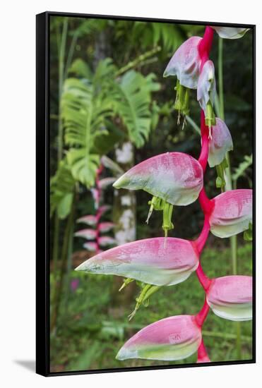Heliconia, Asa Wright Nature Preserve-Ken Archer-Framed Stretched Canvas