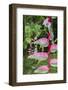 Heliconia, Asa Wright Nature Preserve-Ken Archer-Framed Photographic Print