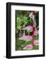 Heliconia, Asa Wright Nature Preserve-Ken Archer-Framed Photographic Print