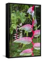 Heliconia, Asa Wright Nature Preserve-Ken Archer-Framed Stretched Canvas