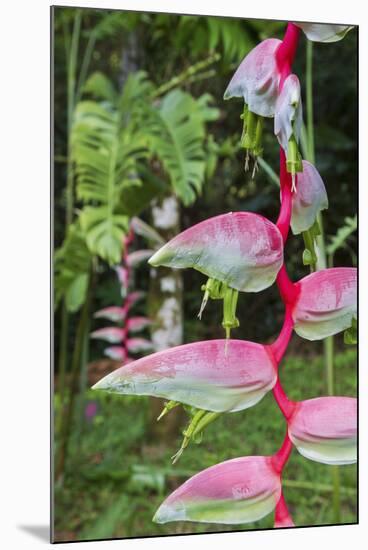 Heliconia, Asa Wright Nature Preserve-Ken Archer-Mounted Photographic Print