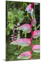 Heliconia, Asa Wright Nature Preserve-Ken Archer-Mounted Premium Photographic Print