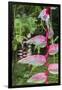 Heliconia, Asa Wright Nature Preserve-Ken Archer-Framed Premium Photographic Print