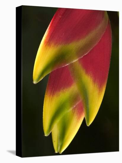 Heliconia at Foster Botanical Garden, Honolulu, Hawaii, USA-Bruce Behnke-Stretched Canvas