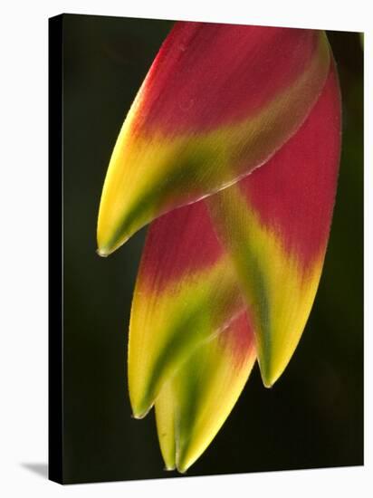 Heliconia at Foster Botanical Garden, Honolulu, Hawaii, USA-Bruce Behnke-Stretched Canvas