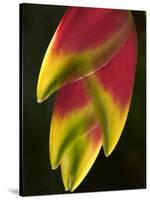 Heliconia at Foster Botanical Garden, Honolulu, Hawaii, USA-Bruce Behnke-Stretched Canvas