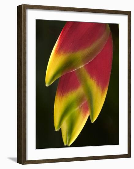 Heliconia at Foster Botanical Garden, Honolulu, Hawaii, USA-Bruce Behnke-Framed Premium Photographic Print