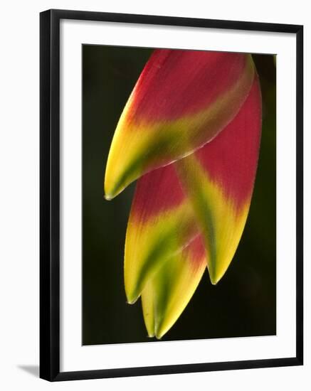 Heliconia at Foster Botanical Garden, Honolulu, Hawaii, USA-Bruce Behnke-Framed Premium Photographic Print