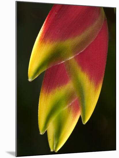 Heliconia at Foster Botanical Garden, Honolulu, Hawaii, USA-Bruce Behnke-Mounted Premium Photographic Print