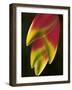 Heliconia at Foster Botanical Garden, Honolulu, Hawaii, USA-Bruce Behnke-Framed Photographic Print