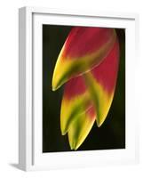 Heliconia at Foster Botanical Garden, Honolulu, Hawaii, USA-Bruce Behnke-Framed Photographic Print