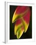 Heliconia at Foster Botanical Garden, Honolulu, Hawaii, USA-Bruce Behnke-Framed Photographic Print