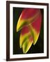 Heliconia at Foster Botanical Garden, Honolulu, Hawaii, USA-Bruce Behnke-Framed Photographic Print