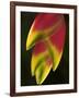 Heliconia at Foster Botanical Garden, Honolulu, Hawaii, USA-Bruce Behnke-Framed Photographic Print