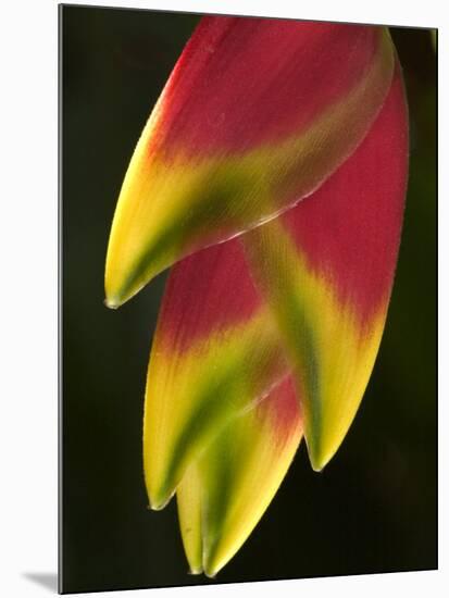 Heliconia at Foster Botanical Garden, Honolulu, Hawaii, USA-Bruce Behnke-Mounted Photographic Print