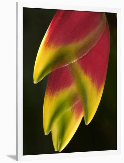 Heliconia at Foster Botanical Garden, Honolulu, Hawaii, USA-Bruce Behnke-Framed Photographic Print