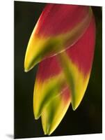 Heliconia at Foster Botanical Garden, Honolulu, Hawaii, USA-Bruce Behnke-Mounted Photographic Print