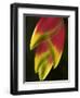 Heliconia at Foster Botanical Garden, Honolulu, Hawaii, USA-Bruce Behnke-Framed Photographic Print