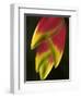 Heliconia at Foster Botanical Garden, Honolulu, Hawaii, USA-Bruce Behnke-Framed Photographic Print