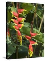 Heliconia, Costa Rica-Robert Harding-Stretched Canvas