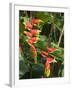 Heliconia, Costa Rica-Robert Harding-Framed Photographic Print