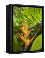 Heliconia, Costa Rica-Robert Harding-Framed Stretched Canvas